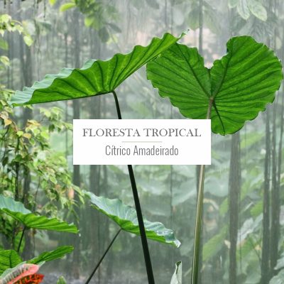 Floresta Tropical